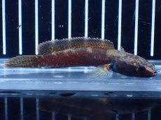 画像4: 【淡水魚】【通販】アイスファイヤースネークヘッド【個体販売】(±8cm)(大型魚・スネークヘッド)(生体)(熱帯魚)NKO (4)