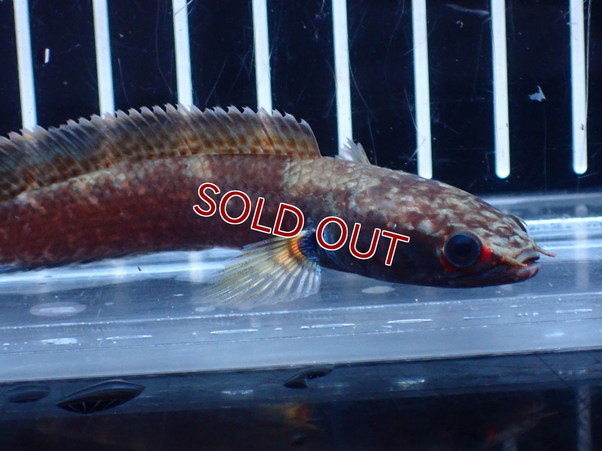 画像5: 【淡水魚】【通販】アイスファイヤースネークヘッド【個体販売】(±8cm)(大型魚・スネークヘッド)(生体)(熱帯魚)NKO (5)