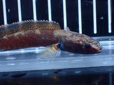 画像5: 【淡水魚】【通販】アイスファイヤースネークヘッド【個体販売】(±8cm)(大型魚・スネークヘッド)(生体)(熱帯魚)NKO (5)