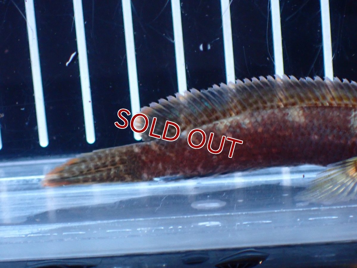 画像6: 【淡水魚】【通販】アイスファイヤースネークヘッド【個体販売】(±8cm)(大型魚・スネークヘッド)(生体)(熱帯魚)NKO (6)