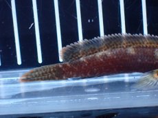 画像6: 【淡水魚】【通販】アイスファイヤースネークヘッド【個体販売】(±8cm)(大型魚・スネークヘッド)(生体)(熱帯魚)NKO (6)