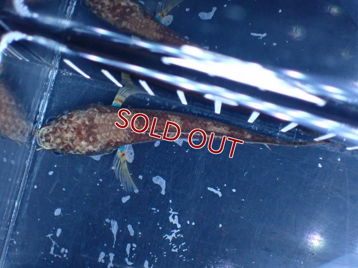 画像7: 【淡水魚】【通販】アイスファイヤースネークヘッド【個体販売】(±8cm)(大型魚・スネークヘッド)(生体)(熱帯魚)NKO (7)