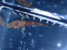 画像7: 【淡水魚】【通販】アイスファイヤースネークヘッド【個体販売】(±8cm)(大型魚・スネークヘッド)(生体)(熱帯魚)NKO (7)