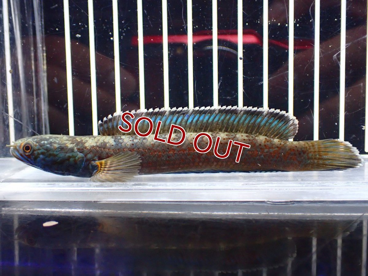 画像1: 【淡水魚】【通販】青み強い チャンナsp ゴールドダスト(アリストネイ)【個体販売】(±11cm)大型魚・スネークヘッド(生体)(熱帯魚)NKO (1)
