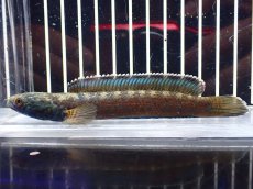 画像1: 【淡水魚】【通販】青み強い チャンナsp ゴールドダスト(アリストネイ)【個体販売】(±11cm)大型魚・スネークヘッド(生体)(熱帯魚)NKO (1)