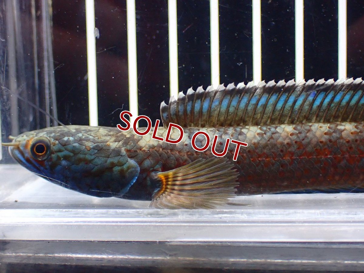 画像2: 【淡水魚】【通販】青み強い チャンナsp ゴールドダスト(アリストネイ)【個体販売】(±11cm)大型魚・スネークヘッド(生体)(熱帯魚)NKO (2)