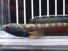 画像2: 【淡水魚】【通販】青み強い チャンナsp ゴールドダスト(アリストネイ)【個体販売】(±11cm)大型魚・スネークヘッド(生体)(熱帯魚)NKO (2)