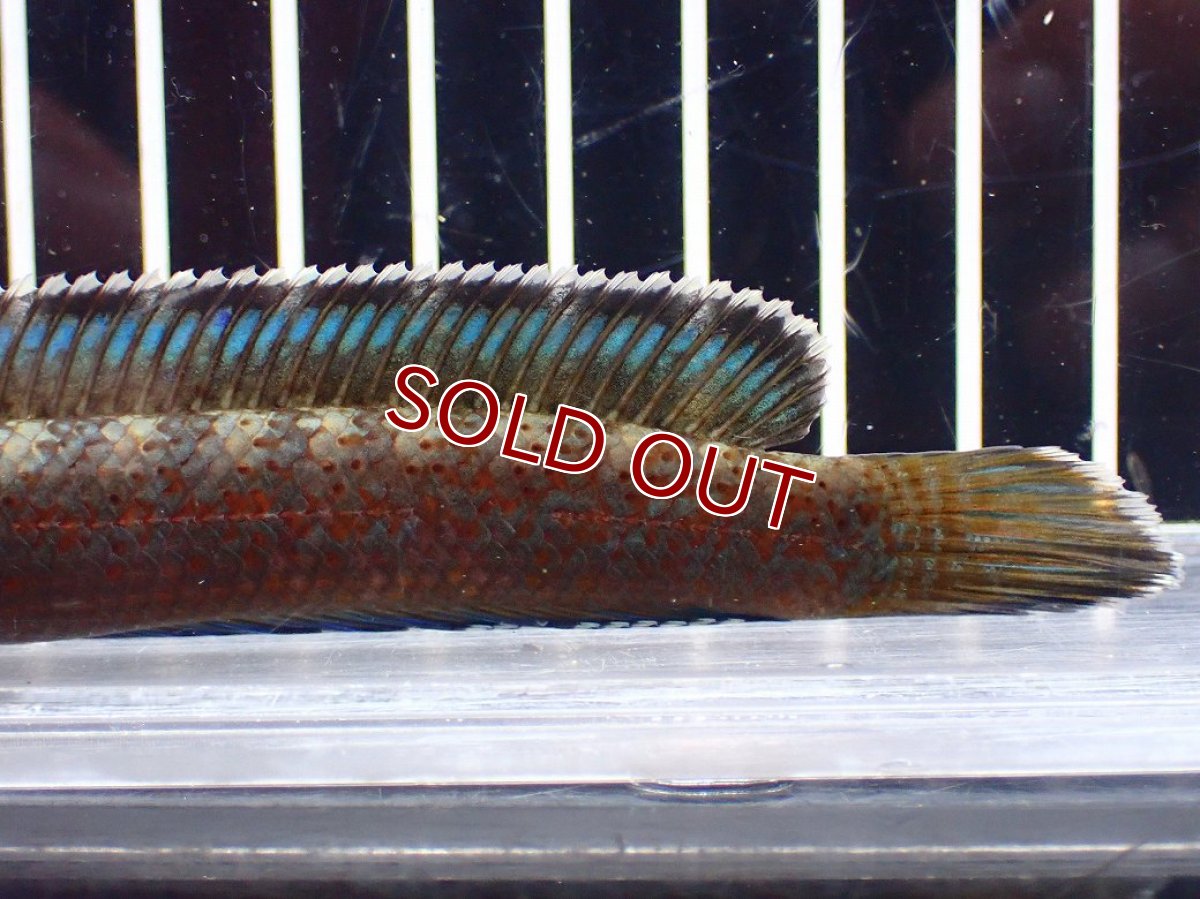 画像3: 【淡水魚】【通販】青み強い チャンナsp ゴールドダスト(アリストネイ)【個体販売】(±11cm)大型魚・スネークヘッド(生体)(熱帯魚)NKO (3)