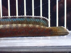 画像3: 【淡水魚】【通販】青み強い チャンナsp ゴールドダスト(アリストネイ)【個体販売】(±11cm)大型魚・スネークヘッド(生体)(熱帯魚)NKO (3)