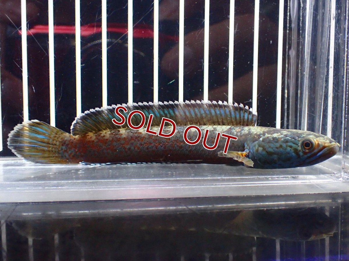 画像4: 【淡水魚】【通販】青み強い チャンナsp ゴールドダスト(アリストネイ)【個体販売】(±11cm)大型魚・スネークヘッド(生体)(熱帯魚)NKO (4)