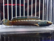 画像4: 【淡水魚】【通販】青み強い チャンナsp ゴールドダスト(アリストネイ)【個体販売】(±11cm)大型魚・スネークヘッド(生体)(熱帯魚)NKO (4)