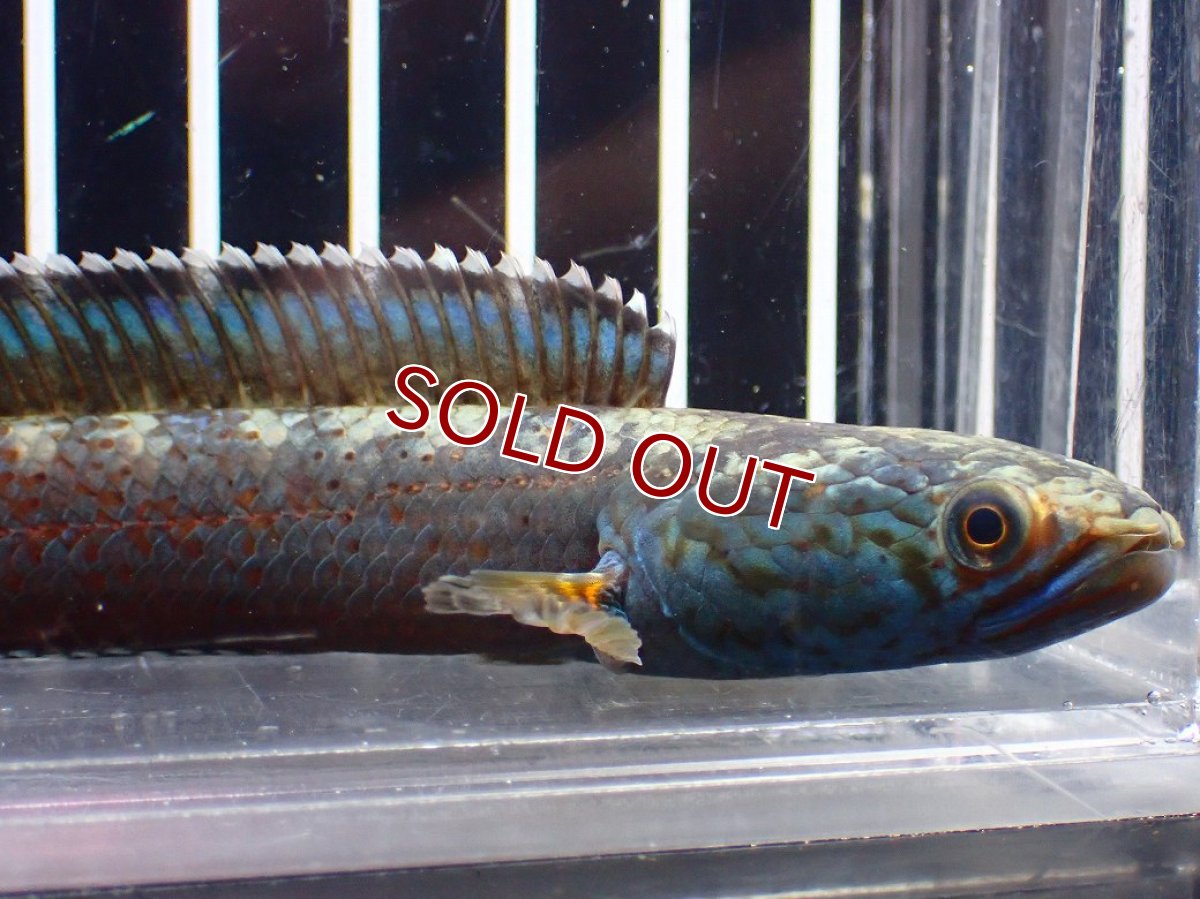 画像5: 【淡水魚】【通販】青み強い チャンナsp ゴールドダスト(アリストネイ)【個体販売】(±11cm)大型魚・スネークヘッド(生体)(熱帯魚)NKO (5)
