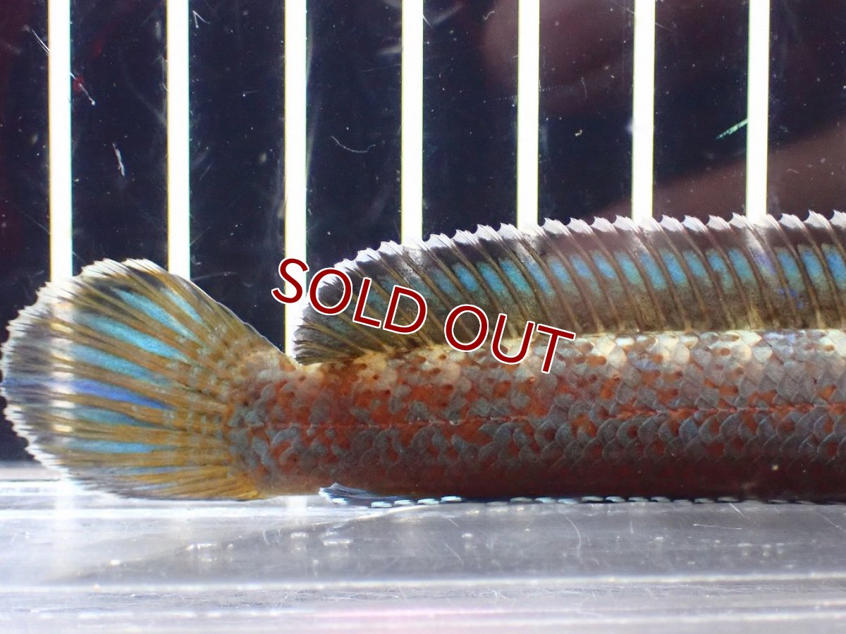 画像6: 【淡水魚】【通販】青み強い チャンナsp ゴールドダスト(アリストネイ)【個体販売】(±11cm)大型魚・スネークヘッド(生体)(熱帯魚)NKO (6)