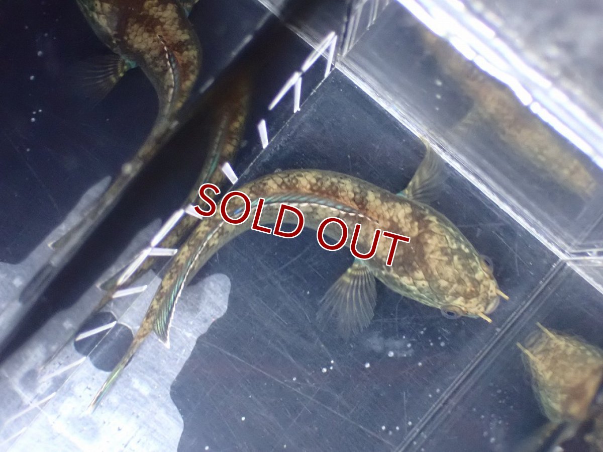 画像7: 【淡水魚】【通販】青み強い チャンナsp ゴールドダスト(アリストネイ)【個体販売】(±11cm)大型魚・スネークヘッド(生体)(熱帯魚)NKO (7)