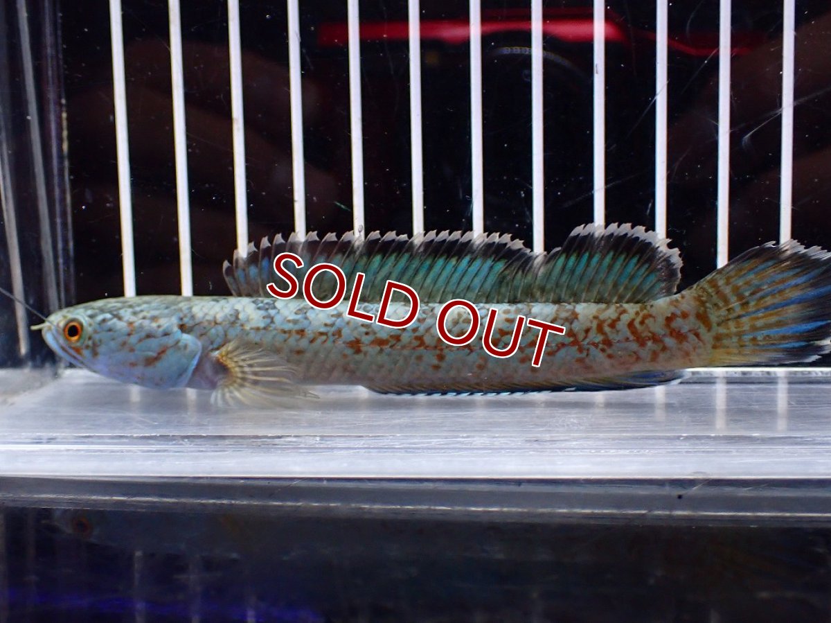 画像1: 【淡水魚】【通販】青み強い No1 チャンナsp ゴールドダスト(アリストネイ)【個体販売】(±11cm)(生体)(熱帯魚)NKO (1)