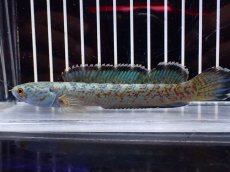 画像1: 【淡水魚】【通販】青み強い No1 チャンナsp ゴールドダスト(アリストネイ)【個体販売】(±11cm)(生体)(熱帯魚)NKO (1)