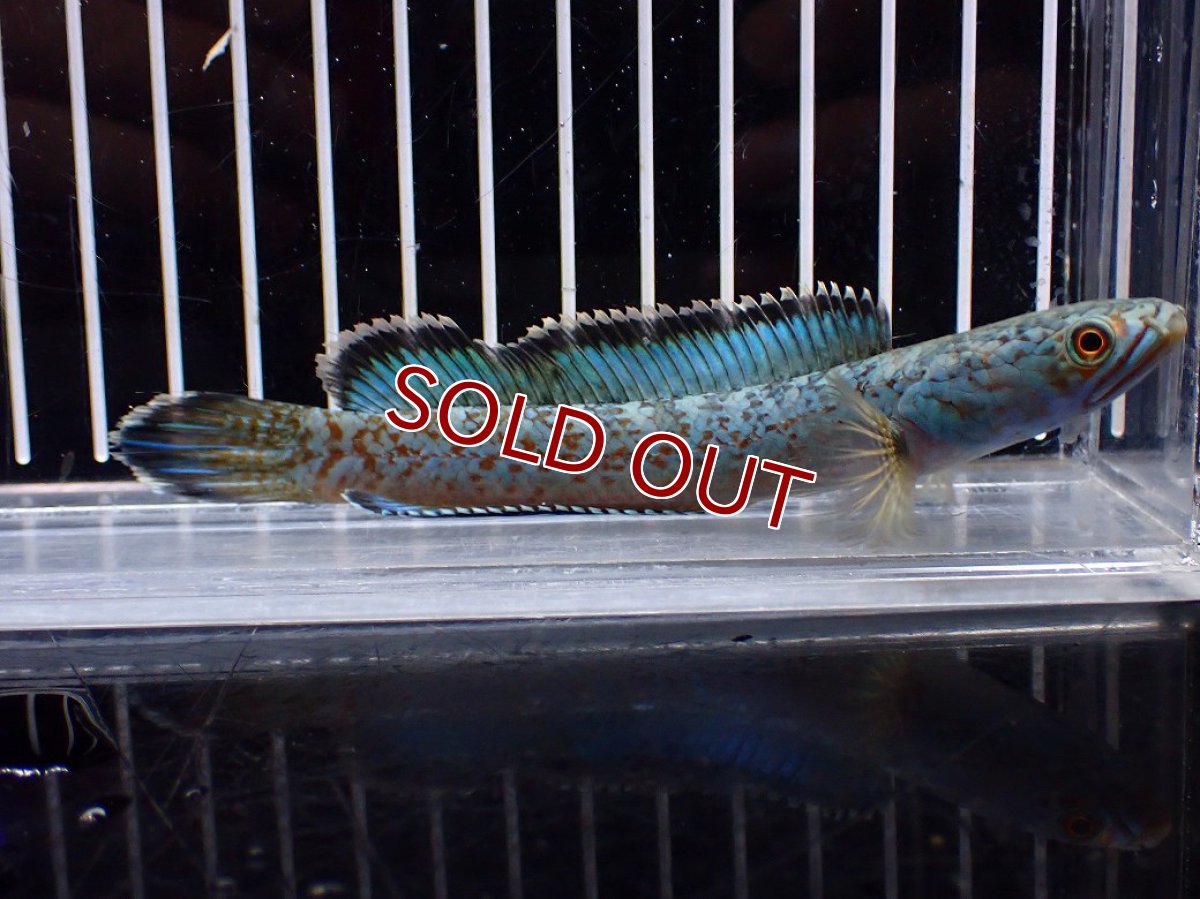 画像2: 【淡水魚】【通販】青み強い No1 チャンナsp ゴールドダスト(アリストネイ)【個体販売】(±11cm)(生体)(熱帯魚)NKO (2)