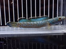 画像2: 【淡水魚】【通販】青み強い No1 チャンナsp ゴールドダスト(アリストネイ)【個体販売】(±11cm)(生体)(熱帯魚)NKO (2)