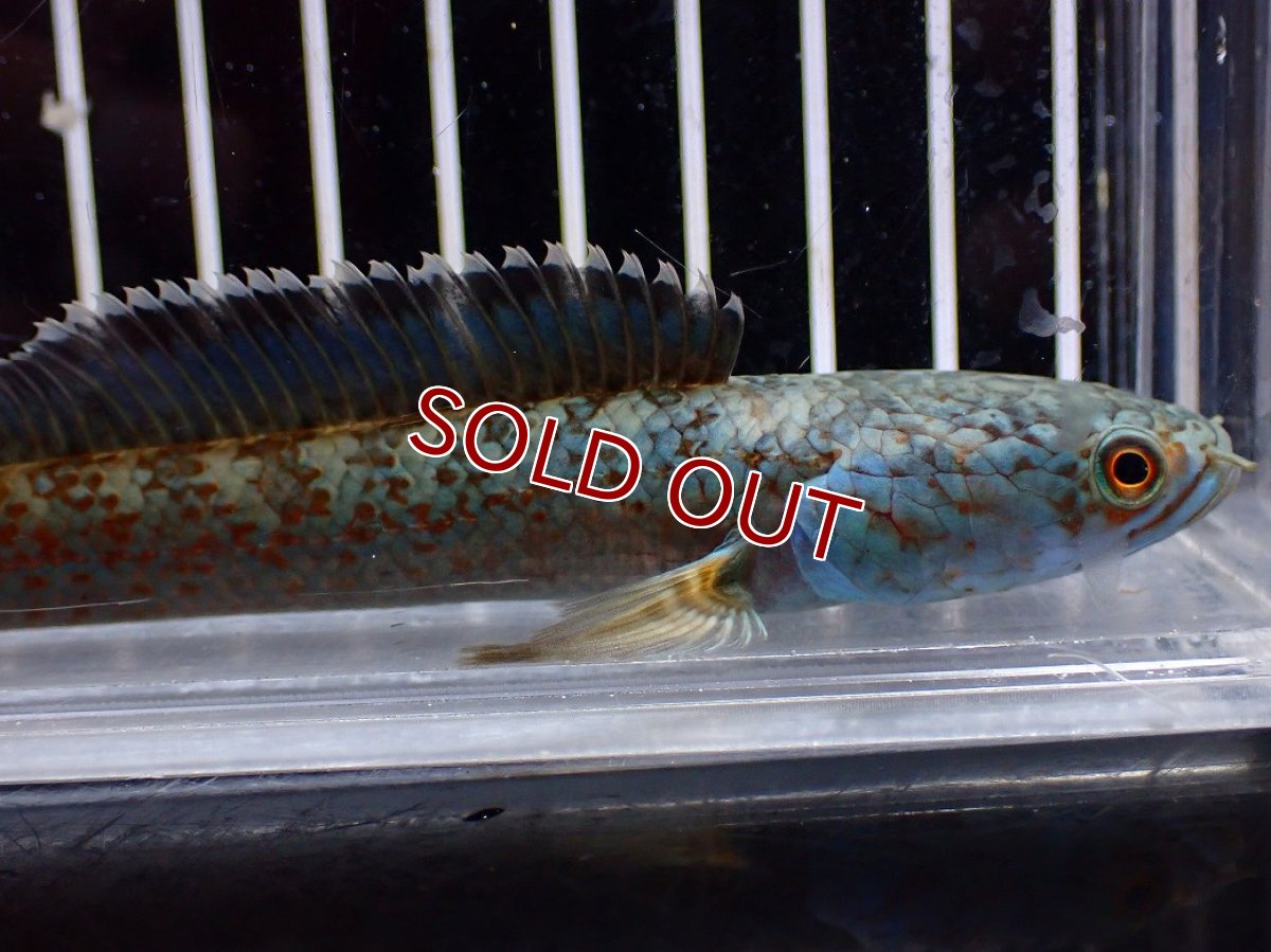 画像3: 【淡水魚】【通販】青み強い No1 チャンナsp ゴールドダスト(アリストネイ)【個体販売】(±11cm)(生体)(熱帯魚)NKO (3)