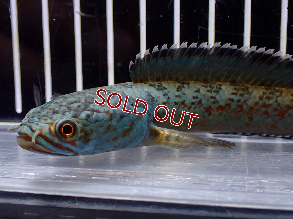 画像4: 【淡水魚】【通販】青み強い No1 チャンナsp ゴールドダスト(アリストネイ)【個体販売】(±11cm)(生体)(熱帯魚)NKO (4)