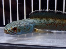 画像4: 【淡水魚】【通販】青み強い No1 チャンナsp ゴールドダスト(アリストネイ)【個体販売】(±11cm)(生体)(熱帯魚)NKO (4)