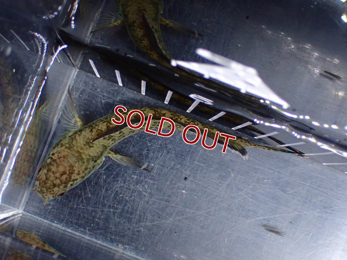 画像5: 【淡水魚】【通販】青み強い No1 チャンナsp ゴールドダスト(アリストネイ)【個体販売】(±11cm)(生体)(熱帯魚)NKO (5)