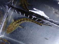 画像5: 【淡水魚】【通販】青み強い No1 チャンナsp ゴールドダスト(アリストネイ)【個体販売】(±11cm)(生体)(熱帯魚)NKO (5)