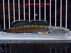 画像1: 【淡水魚】【通販】青み強い No2 チャンナsp ゴールドダスト(アリストネイ)【個体販売】(±11cm)(生体)(熱帯魚)NKO (1)