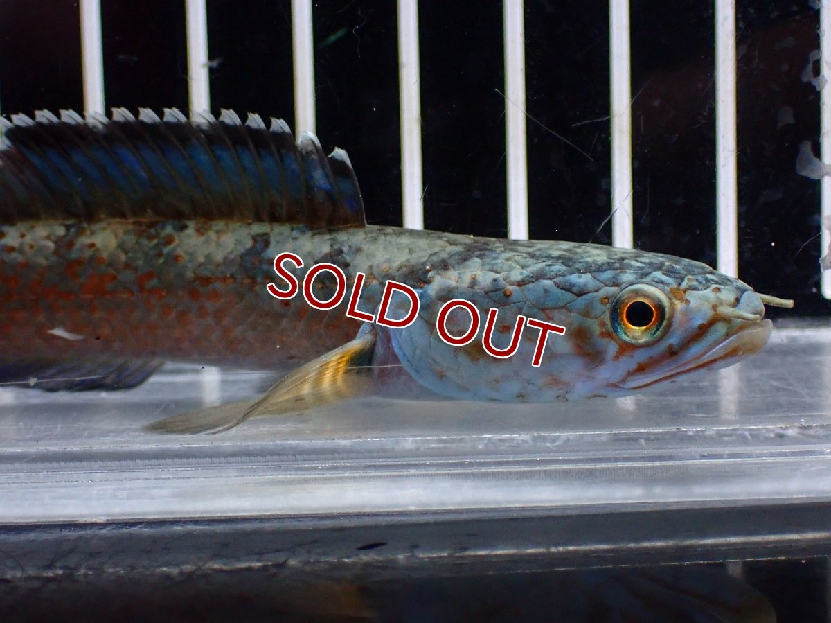 画像2: 【淡水魚】【通販】青み強い No2 チャンナsp ゴールドダスト(アリストネイ)【個体販売】(±11cm)(生体)(熱帯魚)NKO (2)