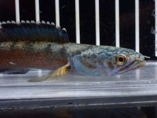 画像2: 【淡水魚】【通販】青み強い No2 チャンナsp ゴールドダスト(アリストネイ)【個体販売】(±11cm)(生体)(熱帯魚)NKO (2)