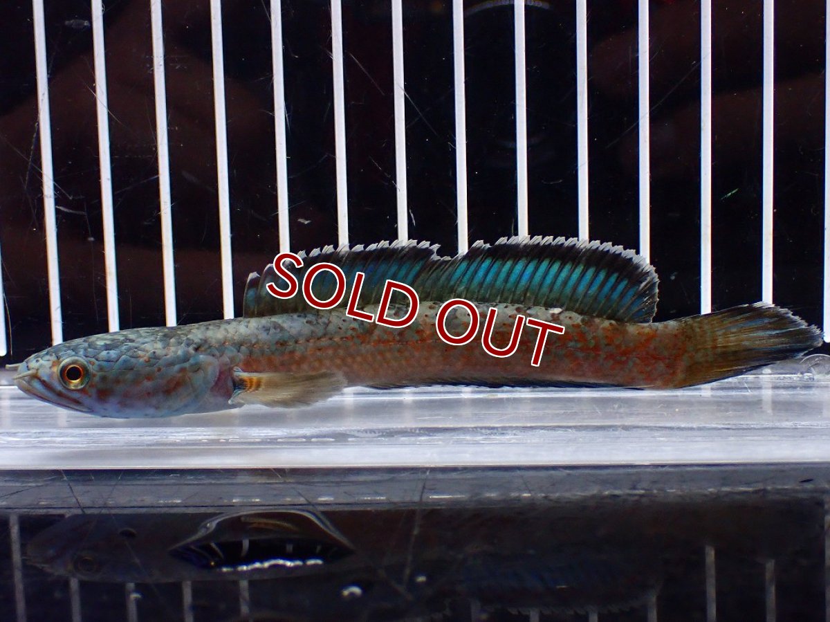 画像3: 【淡水魚】【通販】青み強い No2 チャンナsp ゴールドダスト(アリストネイ)【個体販売】(±11cm)(生体)(熱帯魚)NKO (3)