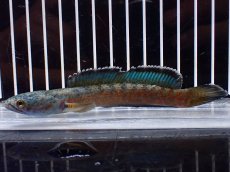 画像3: 【淡水魚】【通販】青み強い No2 チャンナsp ゴールドダスト(アリストネイ)【個体販売】(±11cm)(生体)(熱帯魚)NKO (3)