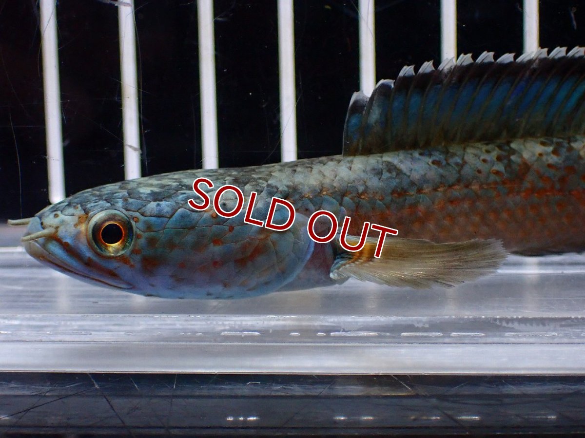 画像4: 【淡水魚】【通販】青み強い No2 チャンナsp ゴールドダスト(アリストネイ)【個体販売】(±11cm)(生体)(熱帯魚)NKO (4)