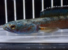 画像4: 【淡水魚】【通販】青み強い No2 チャンナsp ゴールドダスト(アリストネイ)【個体販売】(±11cm)(生体)(熱帯魚)NKO (4)