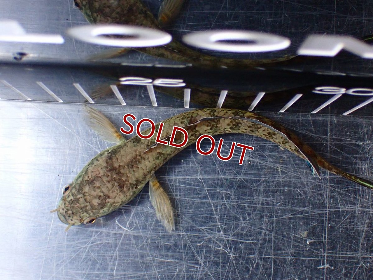 画像5: 【淡水魚】【通販】青み強い No2 チャンナsp ゴールドダスト(アリストネイ)【個体販売】(±11cm)(生体)(熱帯魚)NKO (5)