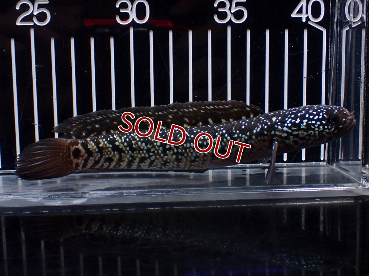 画像1: 【淡水魚】【通販】激レア No1 黒星鏨雷龍(Black diamond)【個体販売】(±11cm)(生体)(熱帯魚)NKO (1)