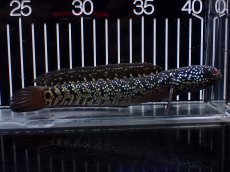 画像1: 【淡水魚】【通販】激レア No1 黒星鏨雷龍(Black diamond)【個体販売】(±11cm)(生体)(熱帯魚)NKO (1)