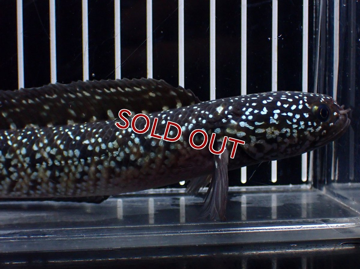 画像2: 【淡水魚】【通販】激レア No1 黒星鏨雷龍(Black diamond)【個体販売】(±11cm)(生体)(熱帯魚)NKO (2)