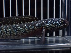 画像2: 【淡水魚】【通販】激レア No1 黒星鏨雷龍(Black diamond)【個体販売】(±11cm)(生体)(熱帯魚)NKO (2)