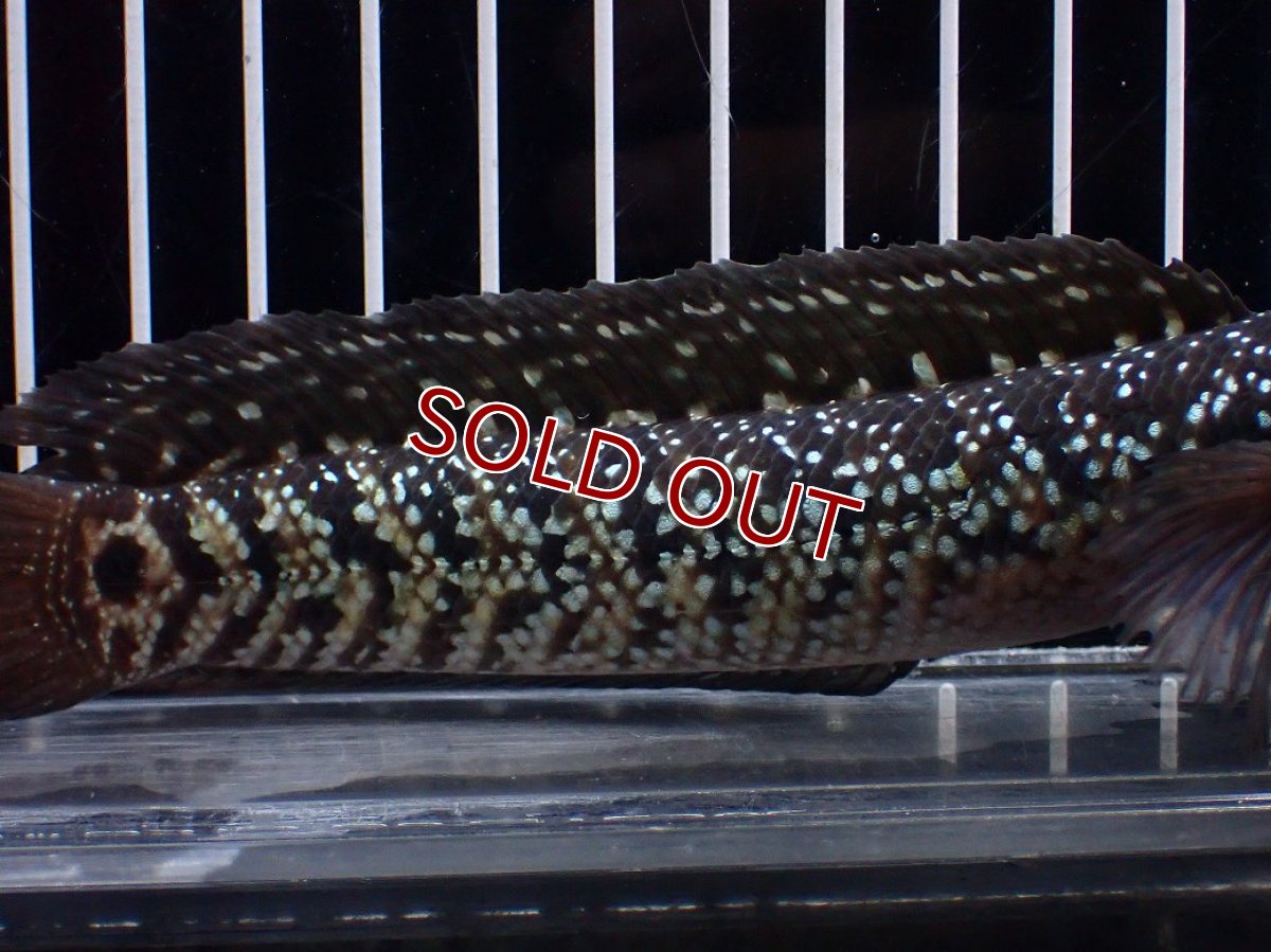 画像3: 【淡水魚】【通販】激レア No1 黒星鏨雷龍(Black diamond)【個体販売】(±11cm)(生体)(熱帯魚)NKO (3)