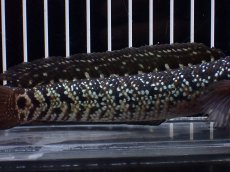 画像3: 【淡水魚】【通販】激レア No1 黒星鏨雷龍(Black diamond)【個体販売】(±11cm)(生体)(熱帯魚)NKO (3)