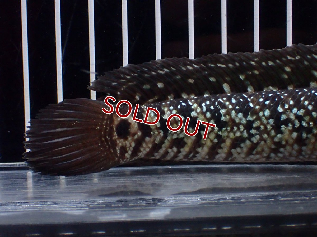 画像4: 【淡水魚】【通販】激レア No1 黒星鏨雷龍(Black diamond)【個体販売】(±11cm)(生体)(熱帯魚)NKO (4)