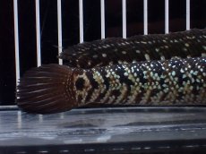 画像4: 【淡水魚】【通販】激レア No1 黒星鏨雷龍(Black diamond)【個体販売】(±11cm)(生体)(熱帯魚)NKO (4)
