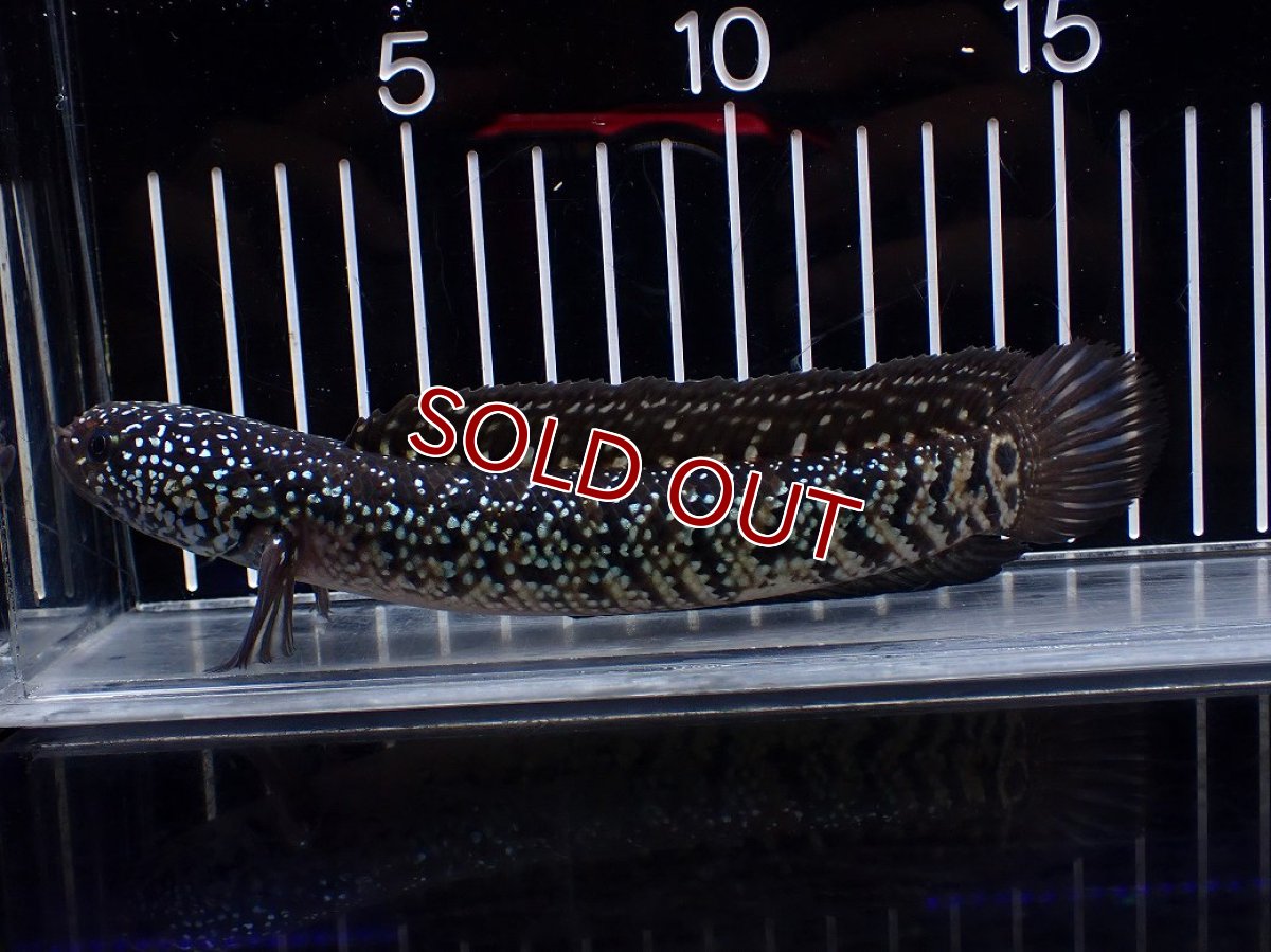画像5: 【淡水魚】【通販】激レア No1 黒星鏨雷龍(Black diamond)【個体販売】(±11cm)(生体)(熱帯魚)NKO (5)
