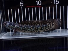 画像5: 【淡水魚】【通販】激レア No1 黒星鏨雷龍(Black diamond)【個体販売】(±11cm)(生体)(熱帯魚)NKO (5)