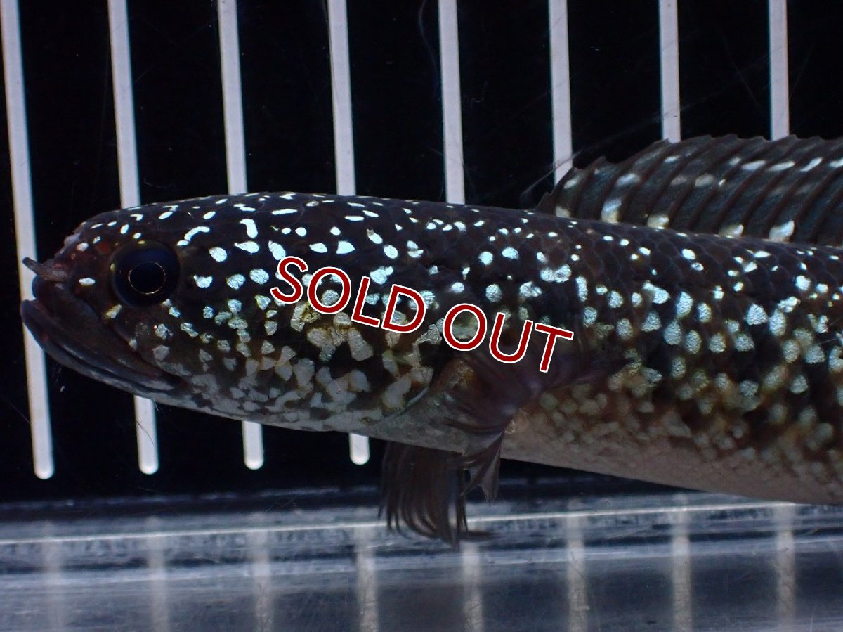 画像6: 【淡水魚】【通販】激レア No1 黒星鏨雷龍(Black diamond)【個体販売】(±11cm)(生体)(熱帯魚)NKO (6)