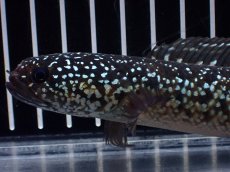 画像6: 【淡水魚】【通販】激レア No1 黒星鏨雷龍(Black diamond)【個体販売】(±11cm)(生体)(熱帯魚)NKO (6)