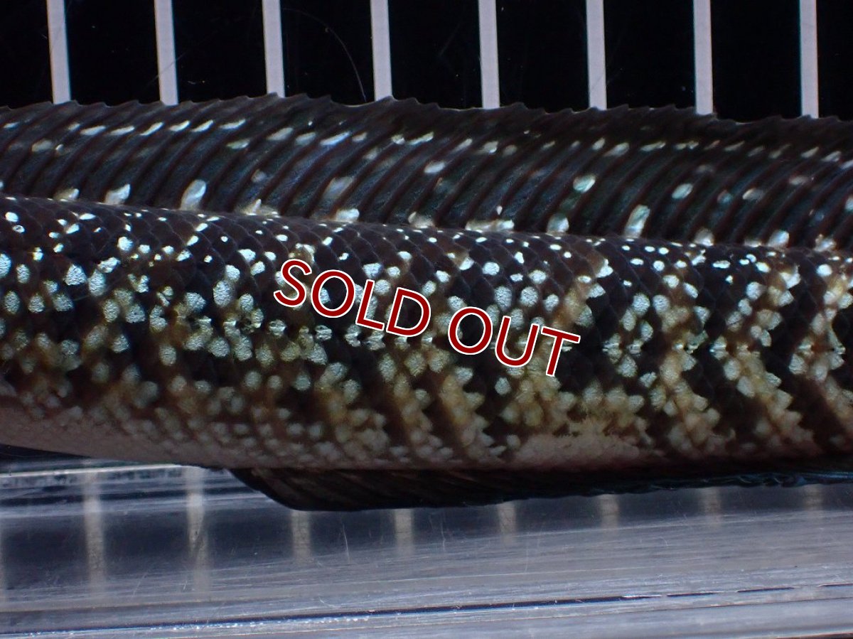 画像7: 【淡水魚】【通販】激レア No1 黒星鏨雷龍(Black diamond)【個体販売】(±11cm)(生体)(熱帯魚)NKO (7)
