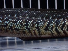 画像7: 【淡水魚】【通販】激レア No1 黒星鏨雷龍(Black diamond)【個体販売】(±11cm)(生体)(熱帯魚)NKO (7)
