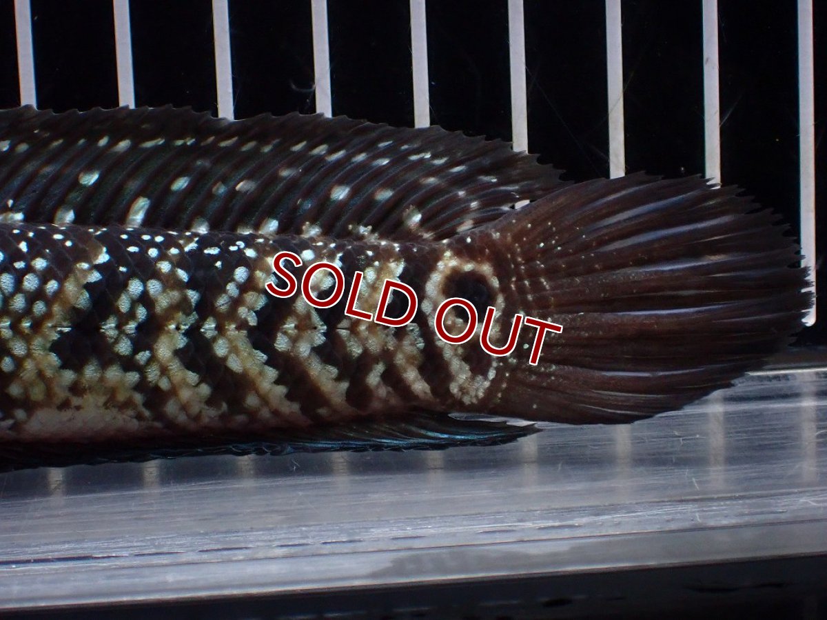 画像8: 【淡水魚】【通販】激レア No1 黒星鏨雷龍(Black diamond)【個体販売】(±11cm)(生体)(熱帯魚)NKO (8)